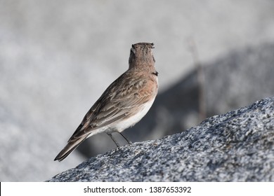 a migratory Horned Lark walking around