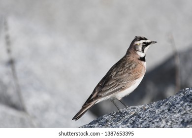a migratory Horned Lark walking around