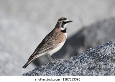 a migratory Horned Lark walking around