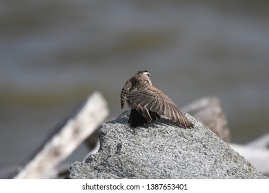 a migratory Horned Lark walking around