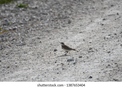 a migratory Horned Lark walking around
