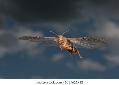 migratory locust flying background blue sky and a dark cloud