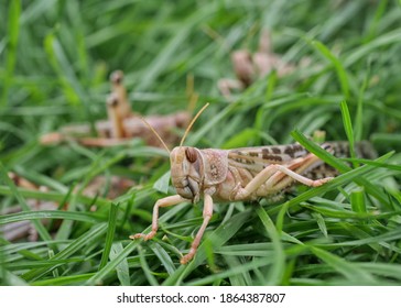 a migratory locust in foreground, some locusts in background, sitting on the grass, Schistocerca gregaria