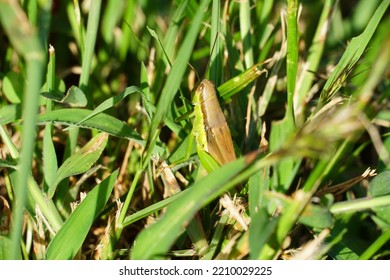 Migratory Locust In The Grass