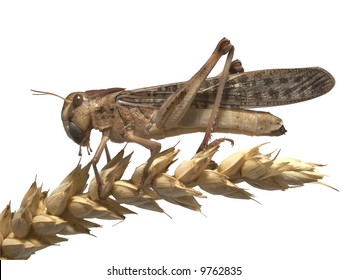 migratory locust - Isolated