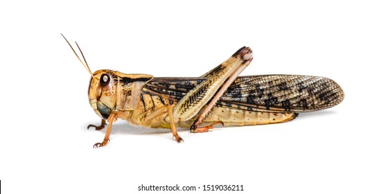 Migratory locust, Locusta migratoria, in front of white background