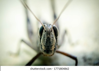 Migratory Locust, Locust, Locusta migratoria. Grasshopper (Locust) isolated on white background. Locust attack in india.