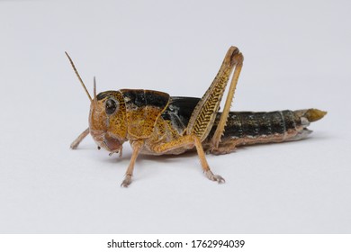 Migratory Locust Nymph On White Background