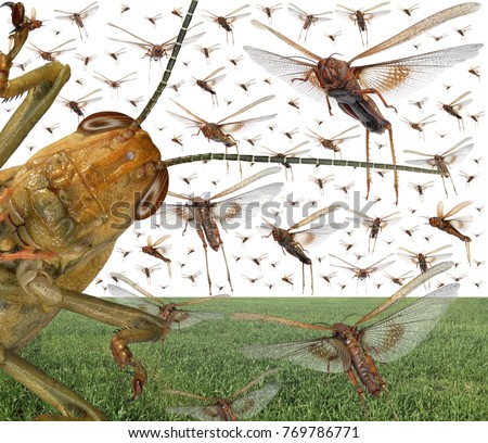 Migratory locust swarm above the cereal green field. Locusta migratoria. Acrididae. Oedipodinae. Agriculture and pest control