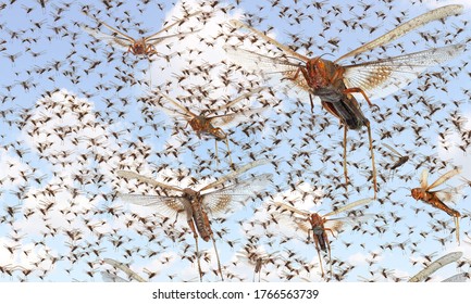 Migratory locust swarm. Locusta migratoria. Acrididae. Oedipodinae. Agriculture and pest control