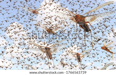 Free locust Stock Photos 