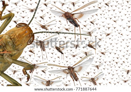 Migratory locust swarm. Locusta migratoria. Acrididae. Oedipodinae. Agriculture and pest control. Isolated on a white background