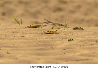 Migratory Locust Swarm.Locusts Are Related To Grasshoppers.