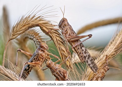 migratory locusts crawling on grain, background sky, schistocerca gregaria