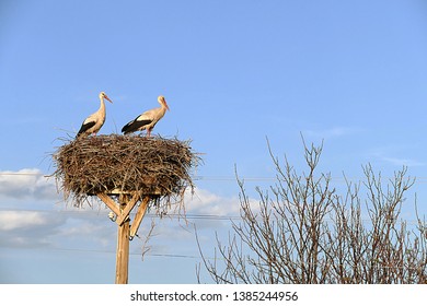 migratory storks returned to their nests in spring
storks in their nests in spring