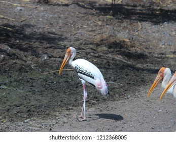 Migratory Water Birds Stock Photo 1212368005 