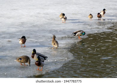 Migratory wild ducks rest near the water on an ice floe of a freezing reservoir. An example of the solid and liquid state of water in animal life.                                