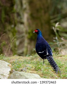 Mikado Pheasant