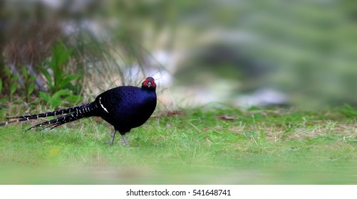 Mikado Pheasant