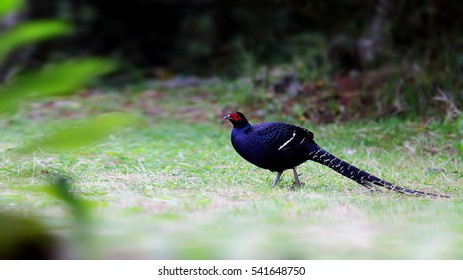 Mikado Pheasant