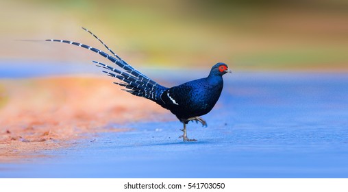 Mikado Pheasant