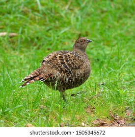 Mikado Pheasant (Syrmaticus Mikado) Female