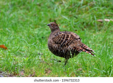 Mikado Pheasant (Syrmaticus Mikado) Female