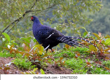 Mikado Pheasant (Syrmaticus Mikado) Male