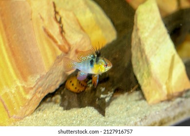Mikrogeophagus ramirezi dwarf cichlid colorful freshwater aquarium fish. High quality photo