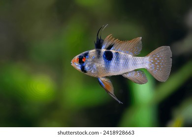 Mikrogeophagus ramirezi, German blue ram cichlid, Mikrogeophagus ramirezi, american dwarf cichlid, aquarium cichlid fish, Orinoco basin, Colombia, Venezuela