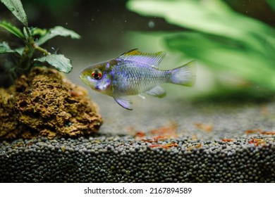 Mikrogeophagus Ramirezi Var «Electric Blue», Aquarium Fish, Freshwater Aquarium, Aquarium Hobby