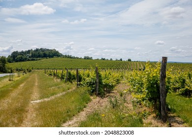 Mikulov, South Moravian Region, Czech Republic, 05 July 2021: green young vineyards hills at St. Jacob's Way at sunny summer day, panoramic landscape view, wine street, tourist destination, Palava.