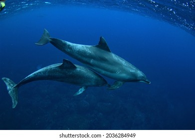 Mikura Island Where Wild Dolphins Minami Stock Photo 2036284949 ...