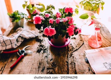 Milan, Italy - April 2021: Pink Azalea Flowers On Rustic Wooden Table With Various Accessories, Plants And Cuttings, Home Gardening, Natural Light