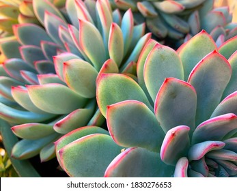 Milano, italy - 10/09/2020: Succulent close up perspective with a bit of bokeh on its pink and green leaves, naturally dotted and spiked