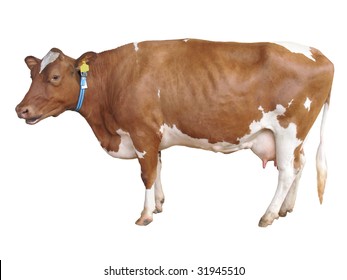 Milch Cow Isolated On White