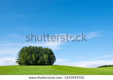 Mild Seven Hills Group of Pine Trees on Green Hill in Summer Blue Sky Day. Biei Patchwork Road, Biei, Hokkaido, Japan
