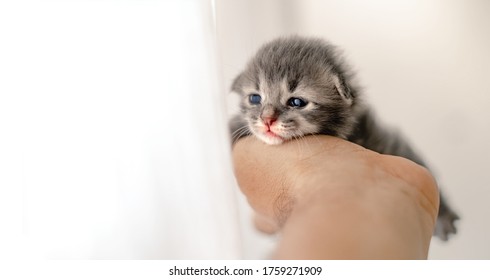 Mild Softness Kitty Baby Cat Hand Stock Photo 1759271909 | Shutterstock