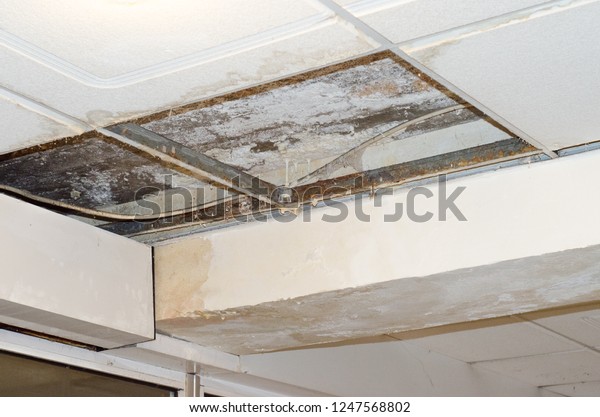 Mildew Behind Plasterboard Ceilings Damage Air Stock Photo Edit