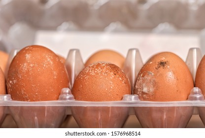 Mildew / Mould Growing On Shells Of Eggs Stored Improperly In Damp Fridge For Long Time