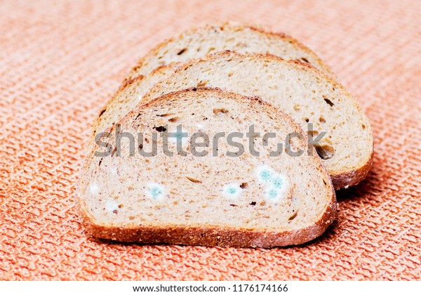 Mildew on a slice of bread. Stale bread, covered\
with mildew