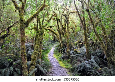 Milford Track