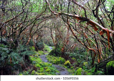 Milford Track