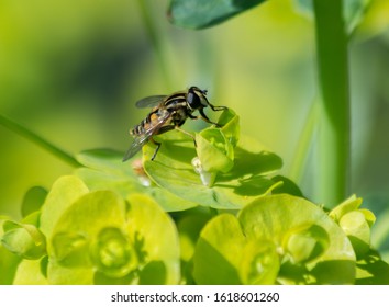 Milford-on-Sea, Hampshire, UK: 04/09/2015: Masquerading Syrphid Fly Looks Like A Wasp But Is A Fly. On Sun Lit Euphorbia Oblongata Flowers