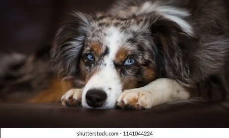 Mili The Miniature Australian Shepherd, Stunning Blue Eyes