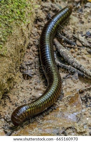 Similar – A small grass snake on the compost