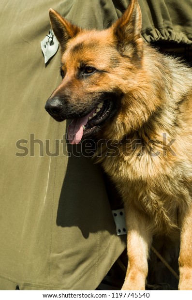 military dog - German\
Shepherd in green car