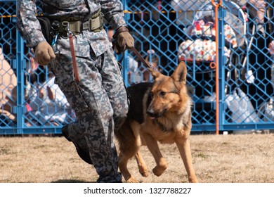 military dog and handler - Powered by Shutterstock