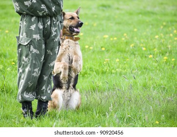 Military Dog Training German Shepherd