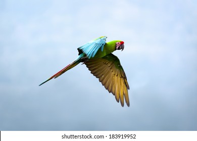 Military Macaw (Ara militaris) - Shutterstock ID 183919952